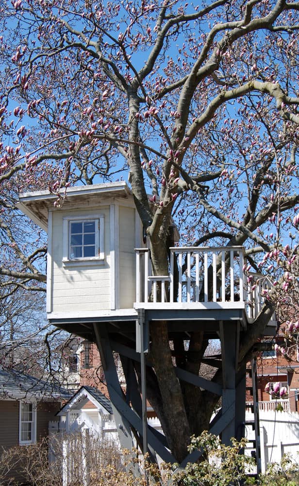 Little white treehouse with blossom tree